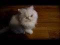 persian cat angry