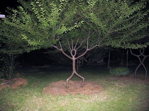 Video: Técnicas de Arborsculpture - Consejos sobre Arborsculptures de formación de árboles