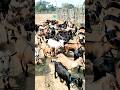 Black Bengal Goat Farming in Mayurbhanj,Odisha #goat #shorts #GouriGoatFactoryOdisha #trending