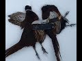 Охота на фазана по свежему снегу. Кокжиде