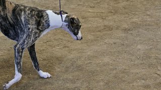 Training Your Whippet to Respect Small Animals