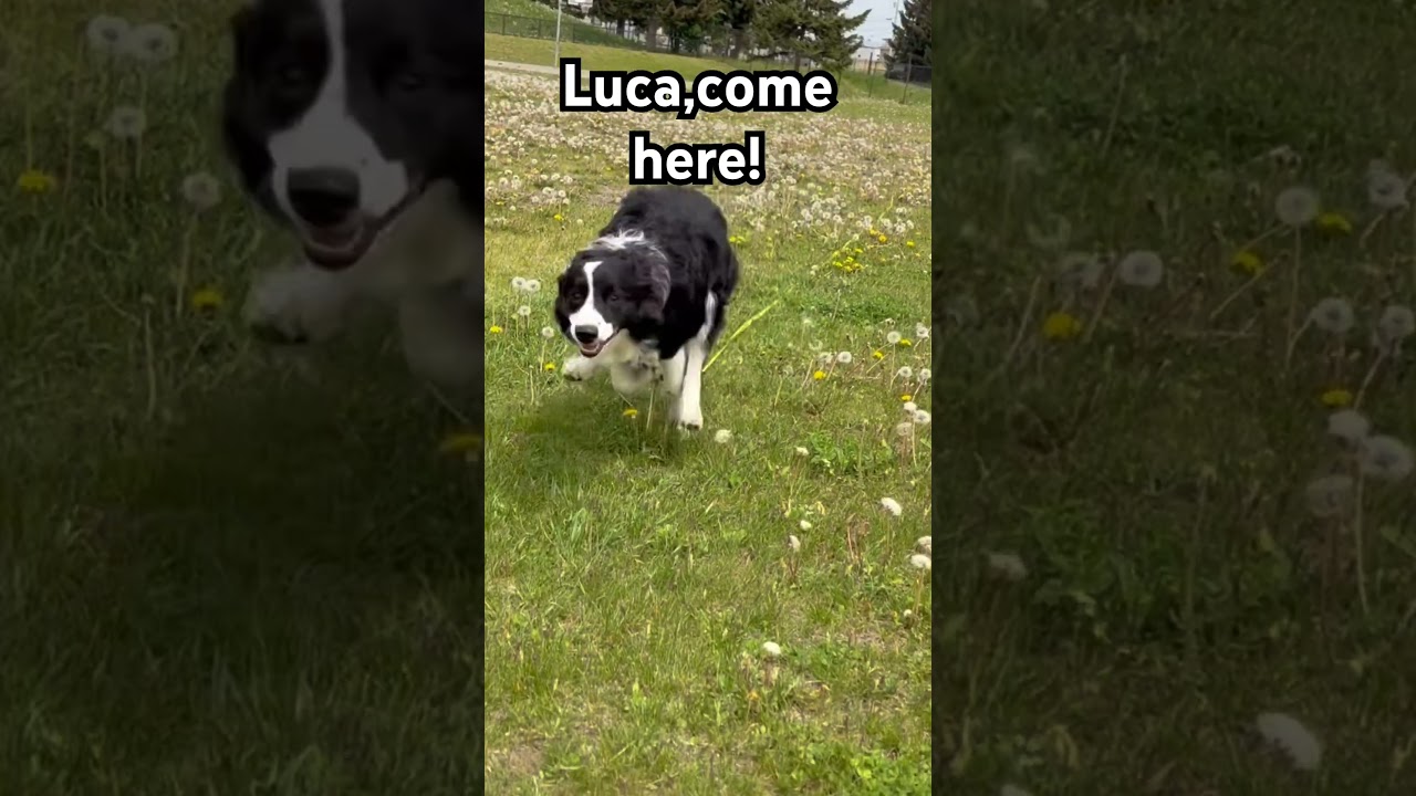 Luca,come here!