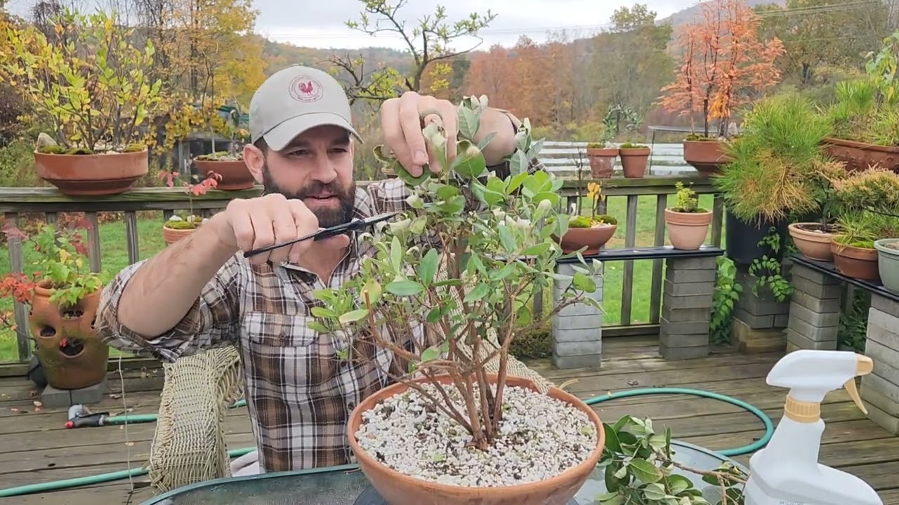 Pineapple Guava Bonsai Forest - Fertilizer - Pruning - Killing Scale  Insects - Oct 2022