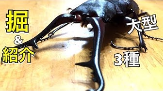 スマトラ Youtube スマトラ Youtube