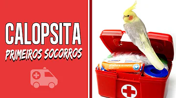 É normal calopsita abrir a boca?