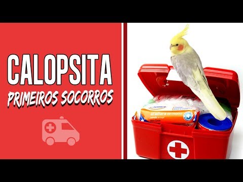 Vídeo: Como Estocar Um Kit De Primeiros Socorros Para Cuidar De Aves De Estimação Feridas