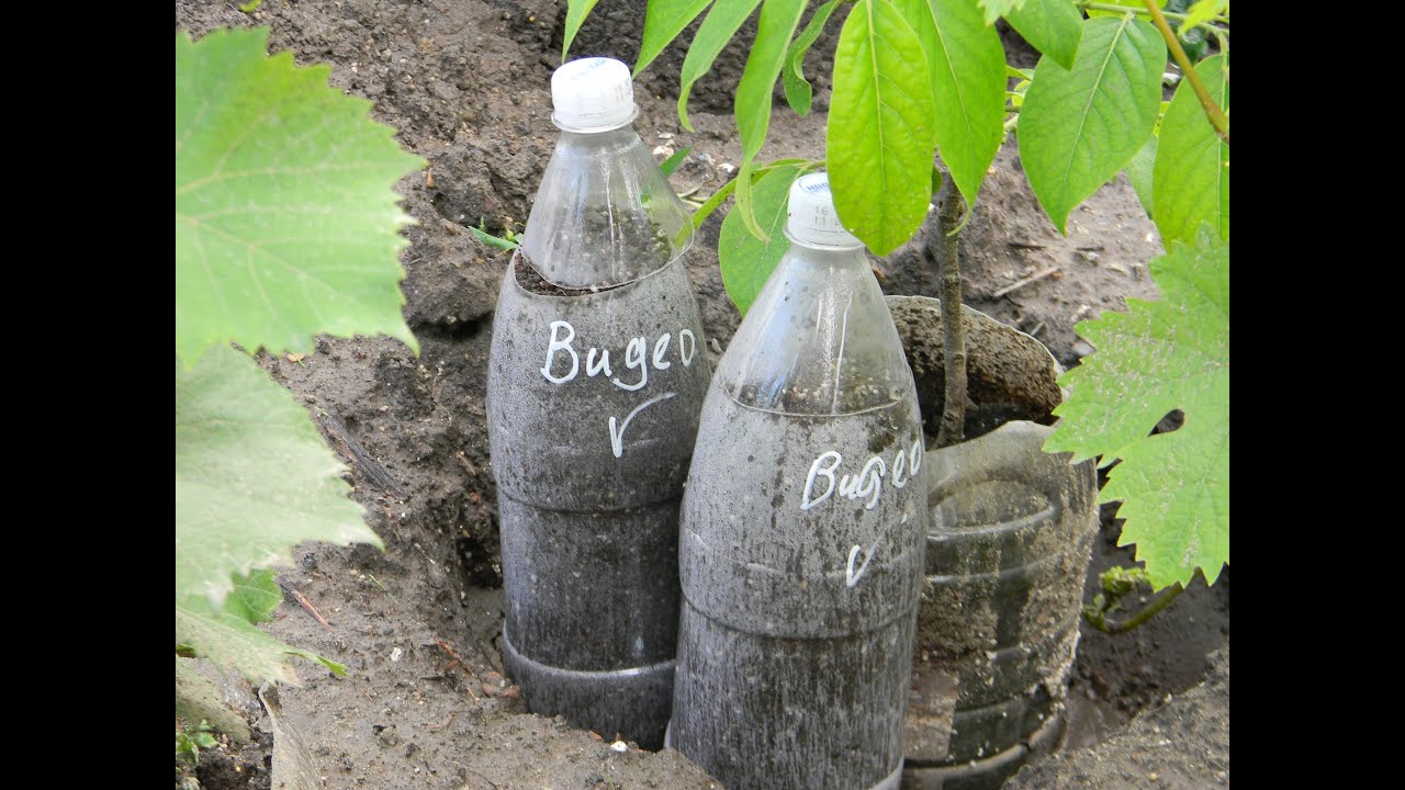 Выращиваем хурму с нуля. Фильм первый.