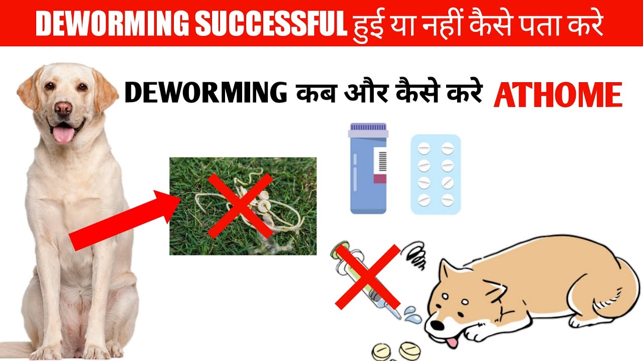 कैसे पता करे Puppy/Dog Successful deworming ? / Deworming कब और कैसे