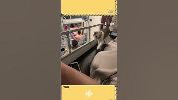 Đây là chú mèo mà bạn cùng phòng của tôi nuôi #chomeodethuong #thucung #cauchuyendoisong