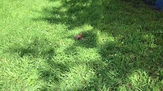 Three-Toed Box Turtles Mating in my Backyard # The Beer Review Guy