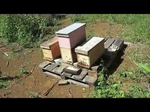 How to collect bee venom in Hawai , with BeeWhisper collector ( www.beewhisper.com )