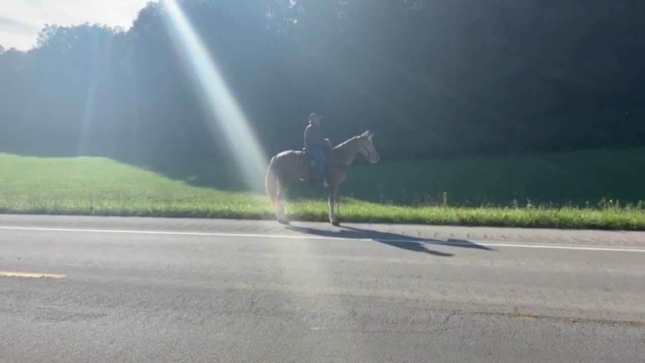 Princess’s royal jester. Gorgeous spotted champagne gelding trail gelding for sale.