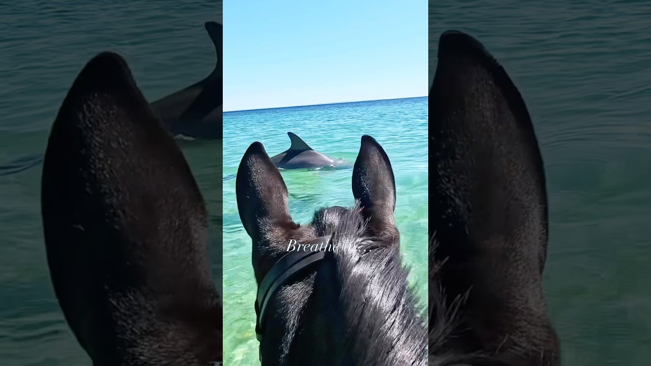 Horses for mental health 