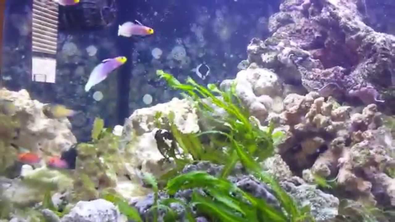 myloplus rhomboidalis Quarantine for Marshall Island Biotope