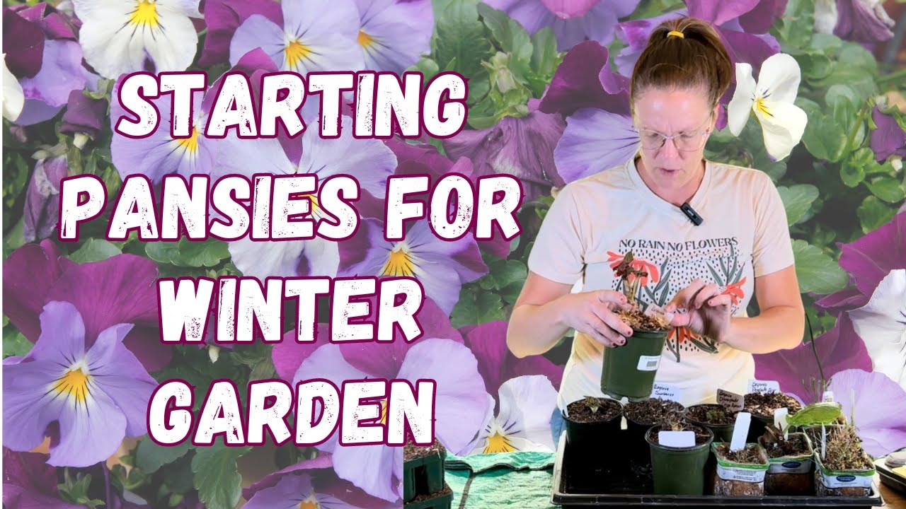 Seedling Update, Pansies For Winter Garden, & Starting Coneflowers From Seed 🌱🌱🌱