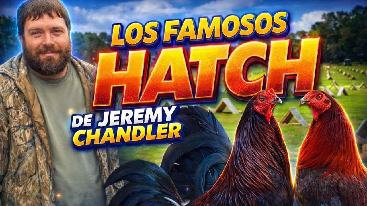 Hatch De Jeremy Chandler Alabama 🐓🐓🐓🐓