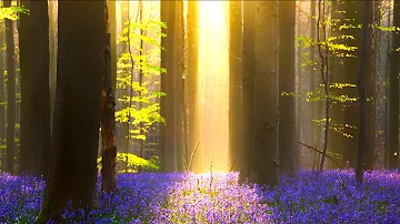 Relaxing Sleep Music: Soothing Meditation Music, Stress Relief, "The Secret Forest" by Tim Janis