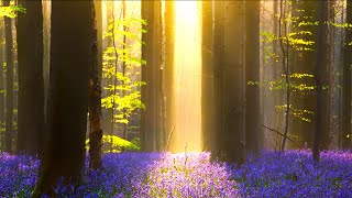 Relaxing Sleep Music: Soothing Meditation Music, Stress Relief, "The Secret Forest" by Tim Janis