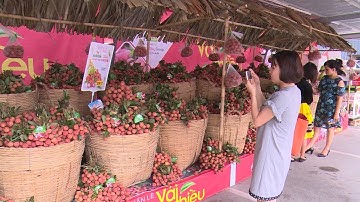 Khai mạc Tuần lễ vải thiều Lục Ngạn ở Hà Nội