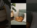 Unlocking the Mystery: Why Cats Walk Silently!