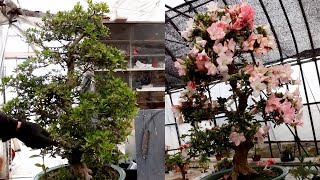 No.3 アメリカツタ　さつき　四国ウツボ草　古瓦に植え付け mqdefault.jpg