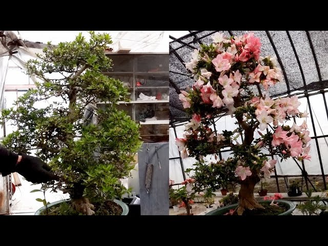 Abandoned Series: Satsuki's Restoration [With subtitles] - YouTube