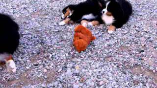 Vito loves puppies by liona43 802 views 12 years ago 6 minutes, 46 seconds