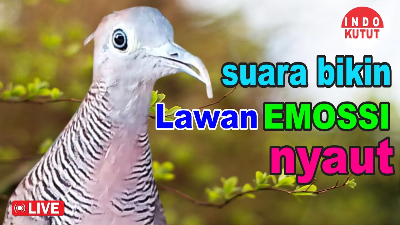 Perkutut Lokal Gacor dari alam liar bikin gacor yang malas BUNYI