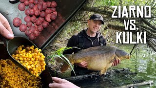 Ziarno vs Kulki - karpie w zielsku