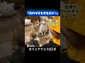 犬の横で「お手」を覚えてしまった子猫。〔愛おしすぎる ♡〕 #猫 #可愛い猫 #柴犬#shorts