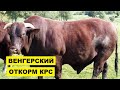 Венгерская технология откорма бычков на мясо