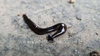 Hammerhead flatworm glides across the ground with its distinctive head