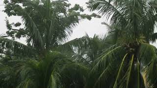 Heavy Rain and Palm Trees | Hours of Sleeping | Relaxation | Stress Relief