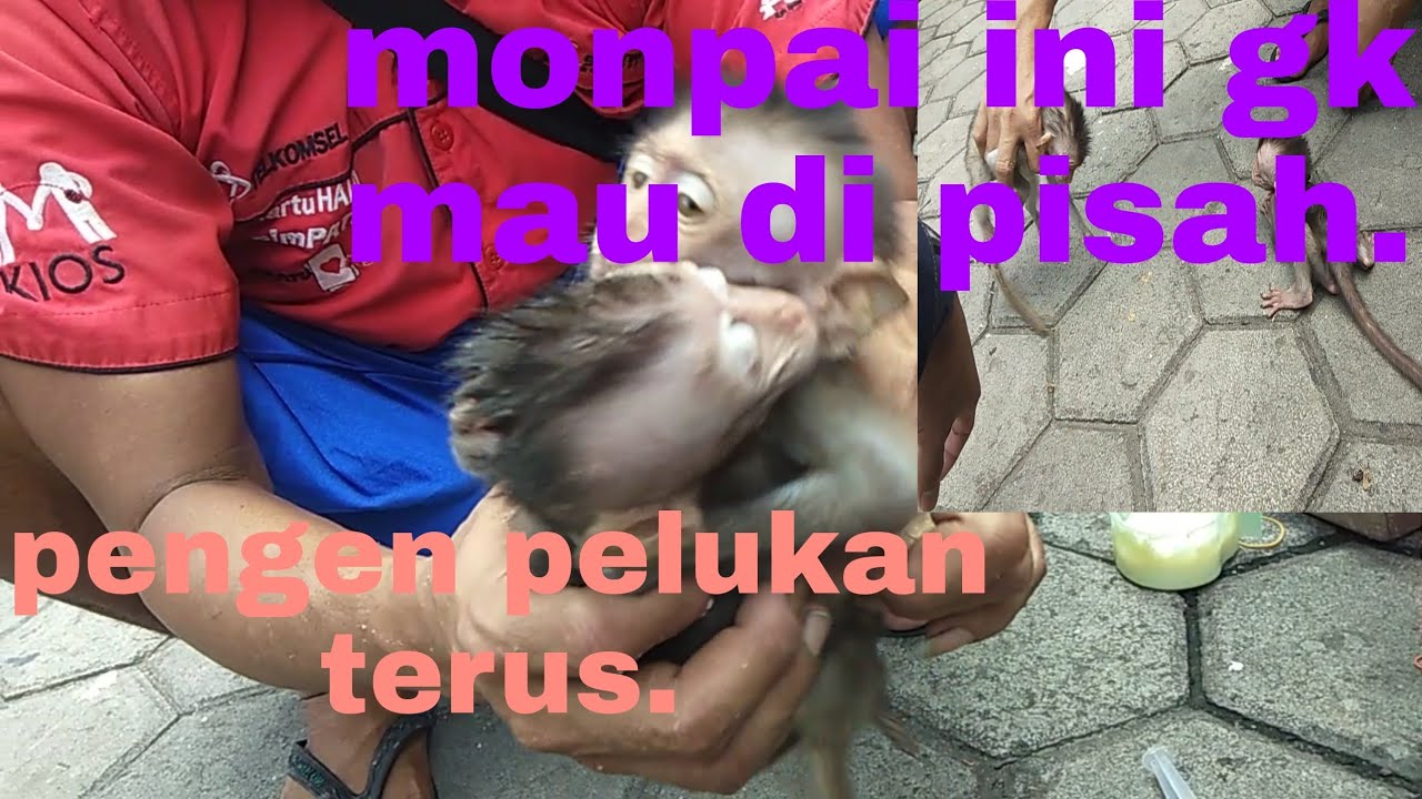 Ada monpai jenis yang berbeda di pasar jatinegara!