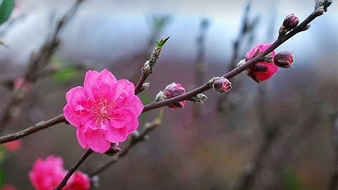 Phút Cầu Nguyện, Thứ Ba 05/02/2019: Xuân Bình An