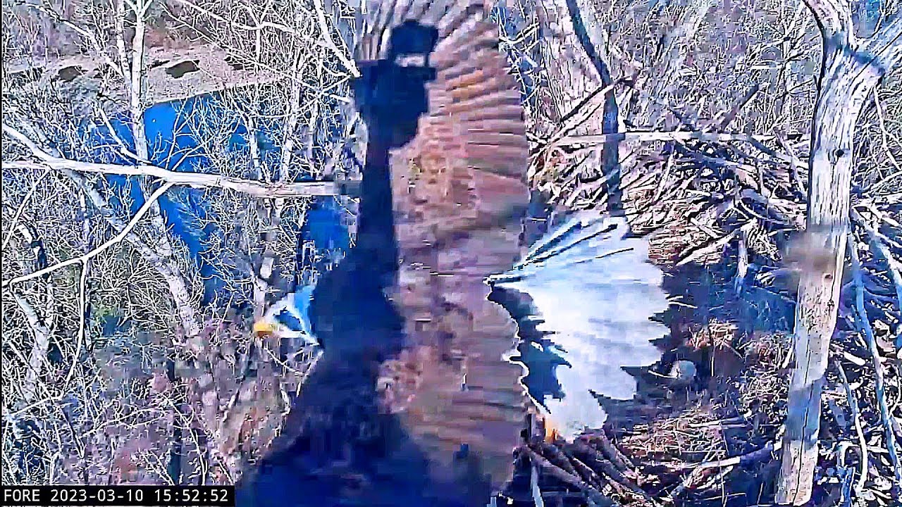 LIBERTIES AND GUARDIANS CHANGES OVER IN NEST. DIALOGUE. REDDING EAGLES