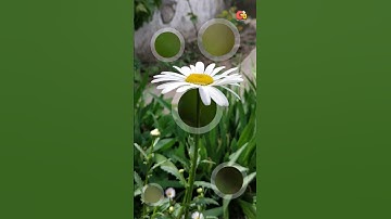 snapseed tutorial photo editing | photo editing | adobe lightroom