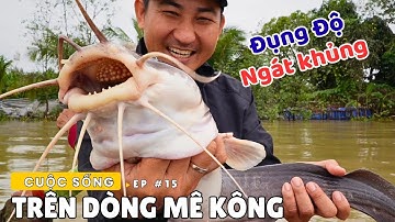 Bắt cá Ngát KHỦNG trên sông Mê Kông, " Lai Rai " cá Ngát nấu Bần | Dân Lục Tỉnh