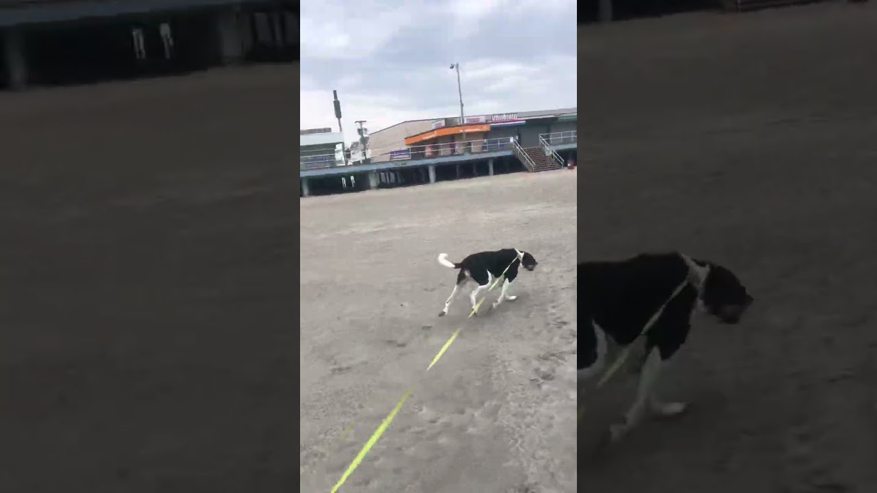 FIRST PERSON VIEW RUNNING A COONHOUND TO WILDWOOD NJ DOGPARK!