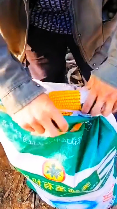 Inilah Teknik Cerdas Mengikat Karung Jagung Hasil Panen Dengan Mudah #shrots