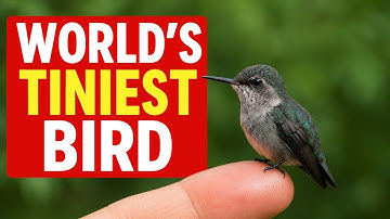 Meet the World