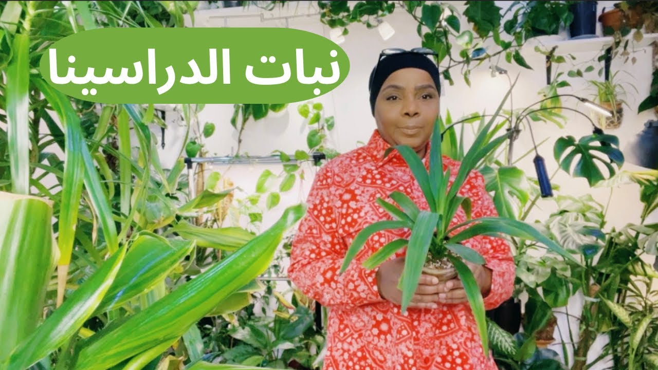 نصائح وارشادات عامة حول رعاية نبات الدراسينا