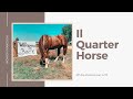 MF- Il Quarter Horse ♥️