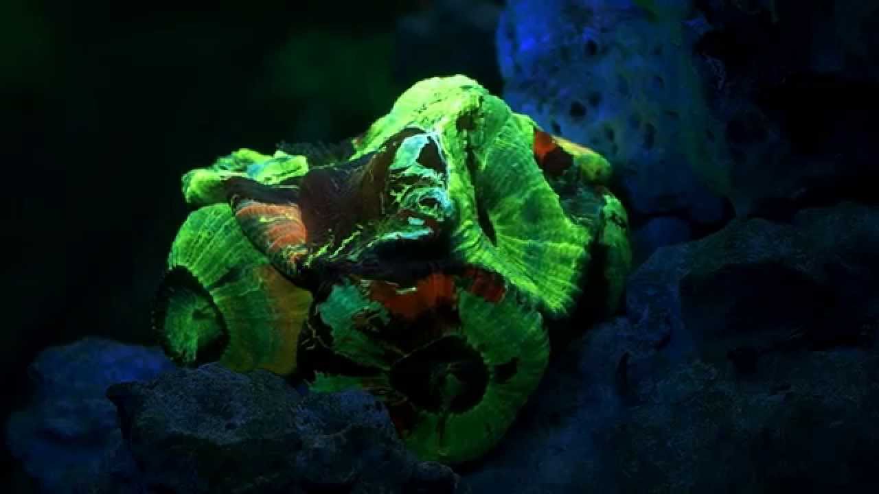 Ultra Violet Photography