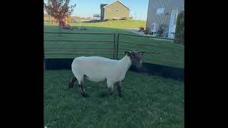 Lot 30 Mishler 2025 PBE