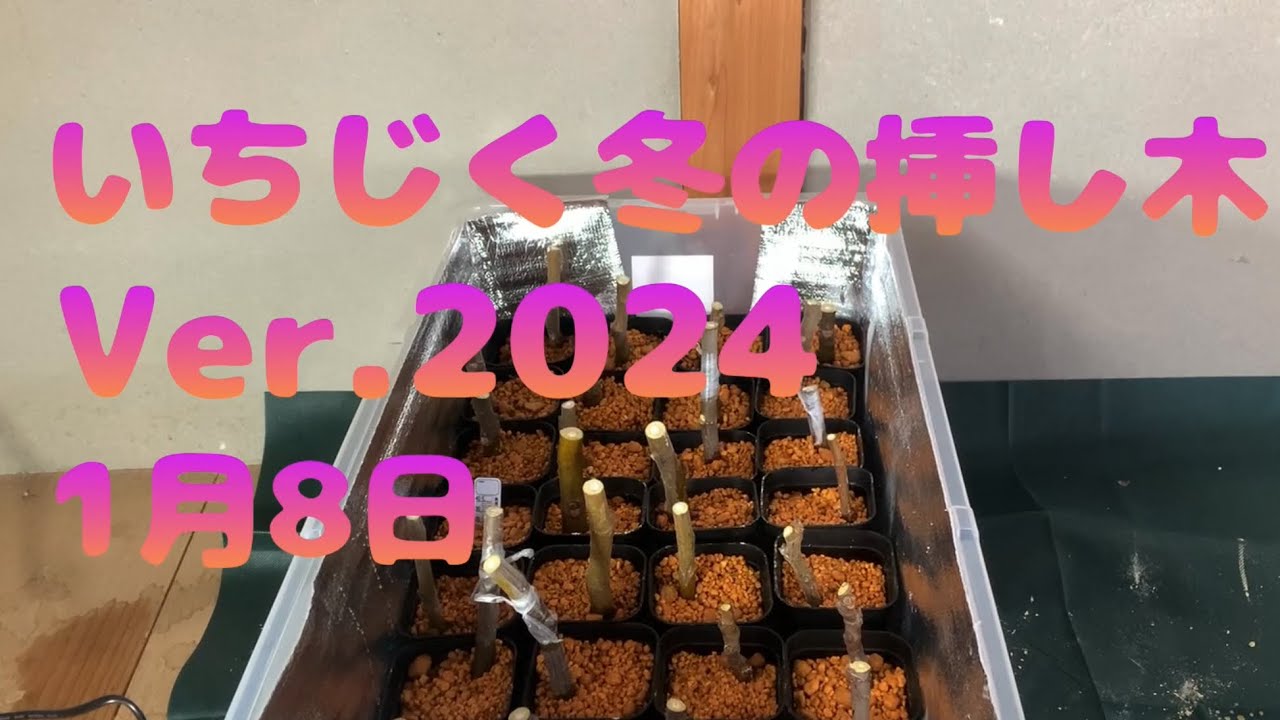 いちじく、2回目の冬の挿し木です2024.1.8
