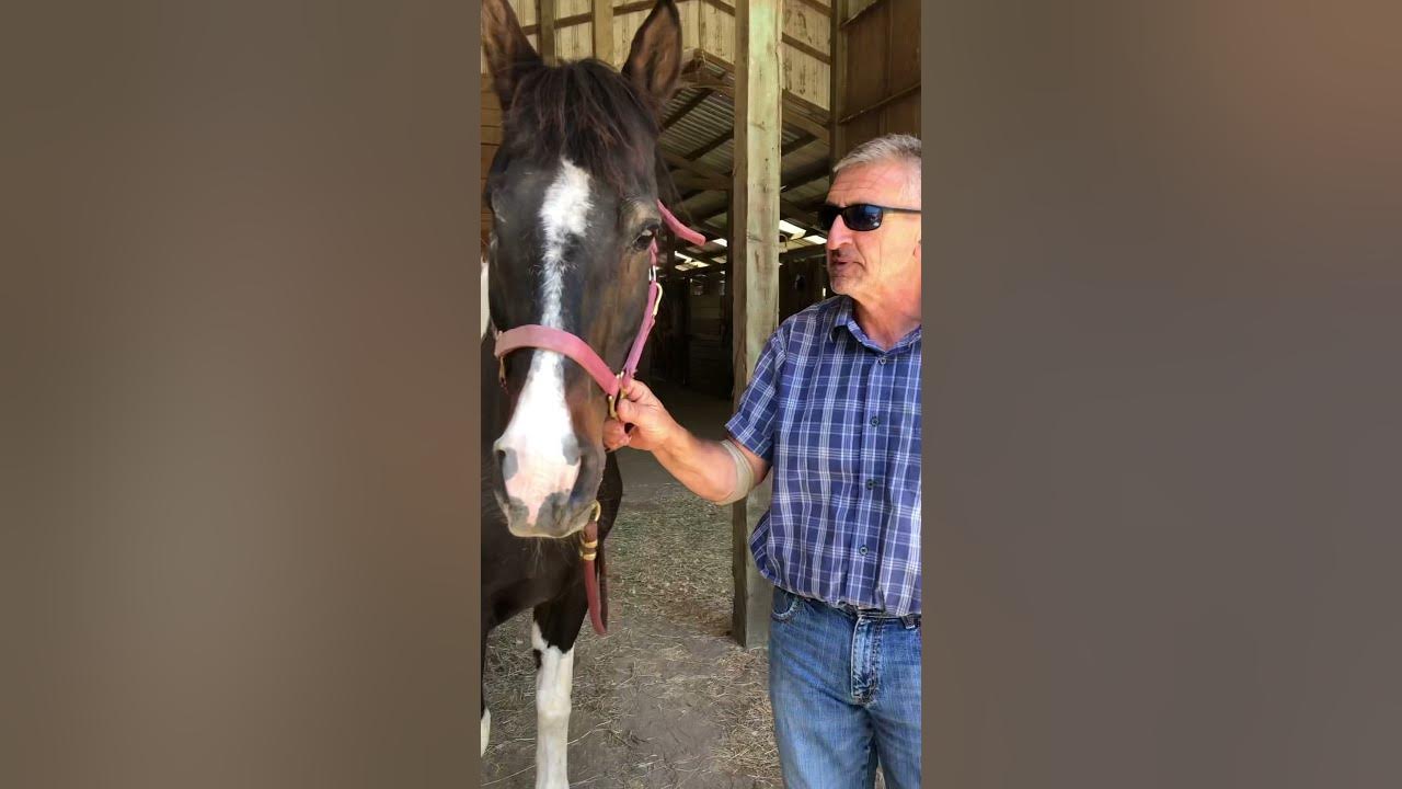 Horse with one eye YouTube