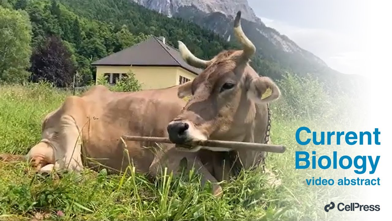 Flexible use of a multi-purpose tool by a cow / Curr. Biol., Jan. 19, 2026 (Vol. 36, Issue 2)