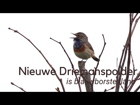 De Nieuwe Driemanspolder = blauwborstenland #1210