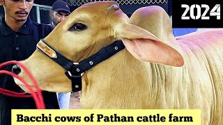 Biggest Bacchi cows of Pathan cattle farm 2024 | Kolkata cow 2024 @pathancattlefarm